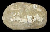 Cretaceous Fossil Fish Vertebrae In Rock - Morocco #66524-1